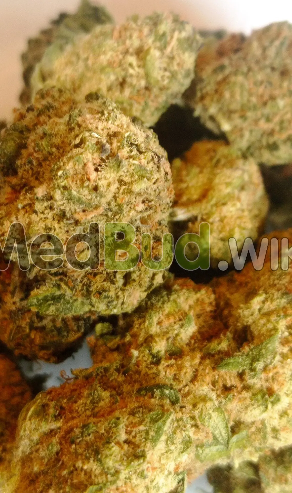Afghan Lights product photo