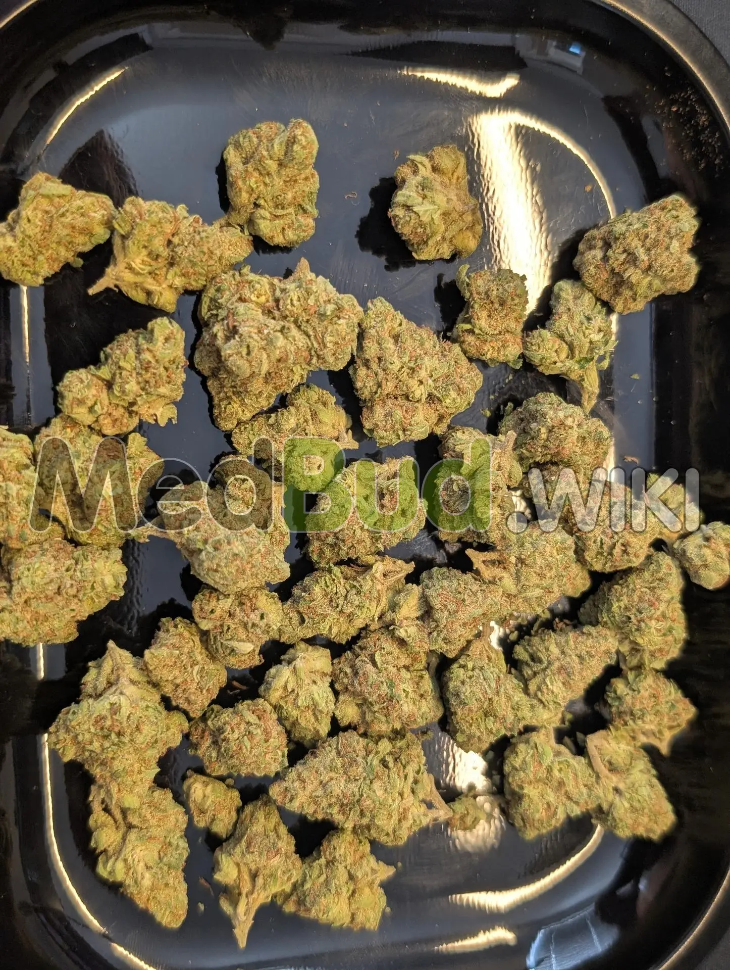 African Green Mamba product photo