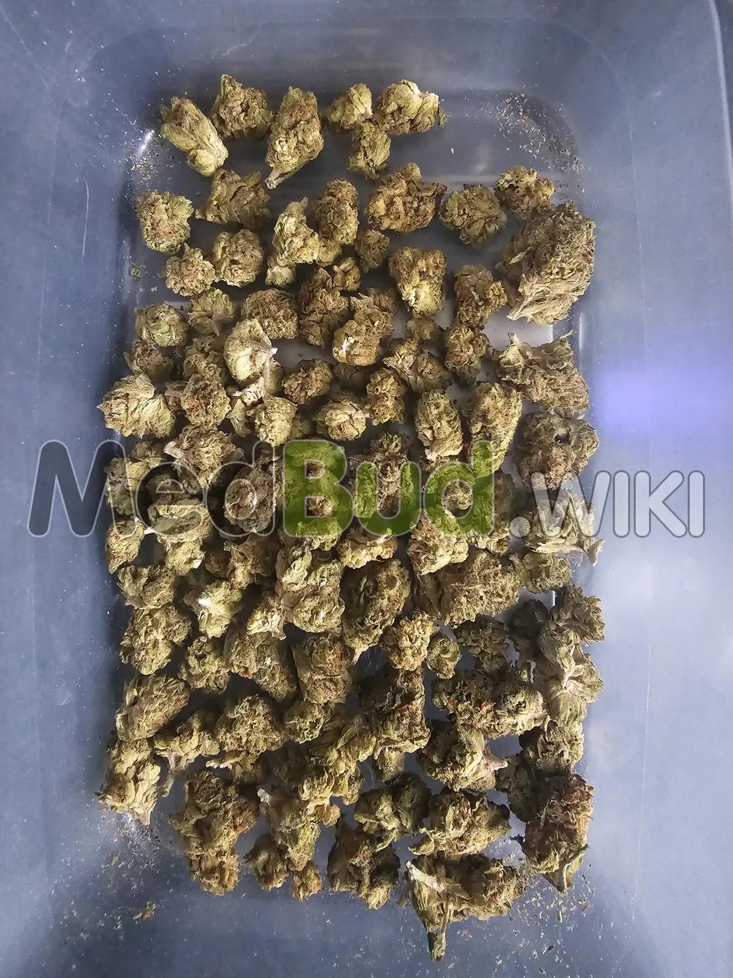 Biscotti Mintz (Cross) product photo