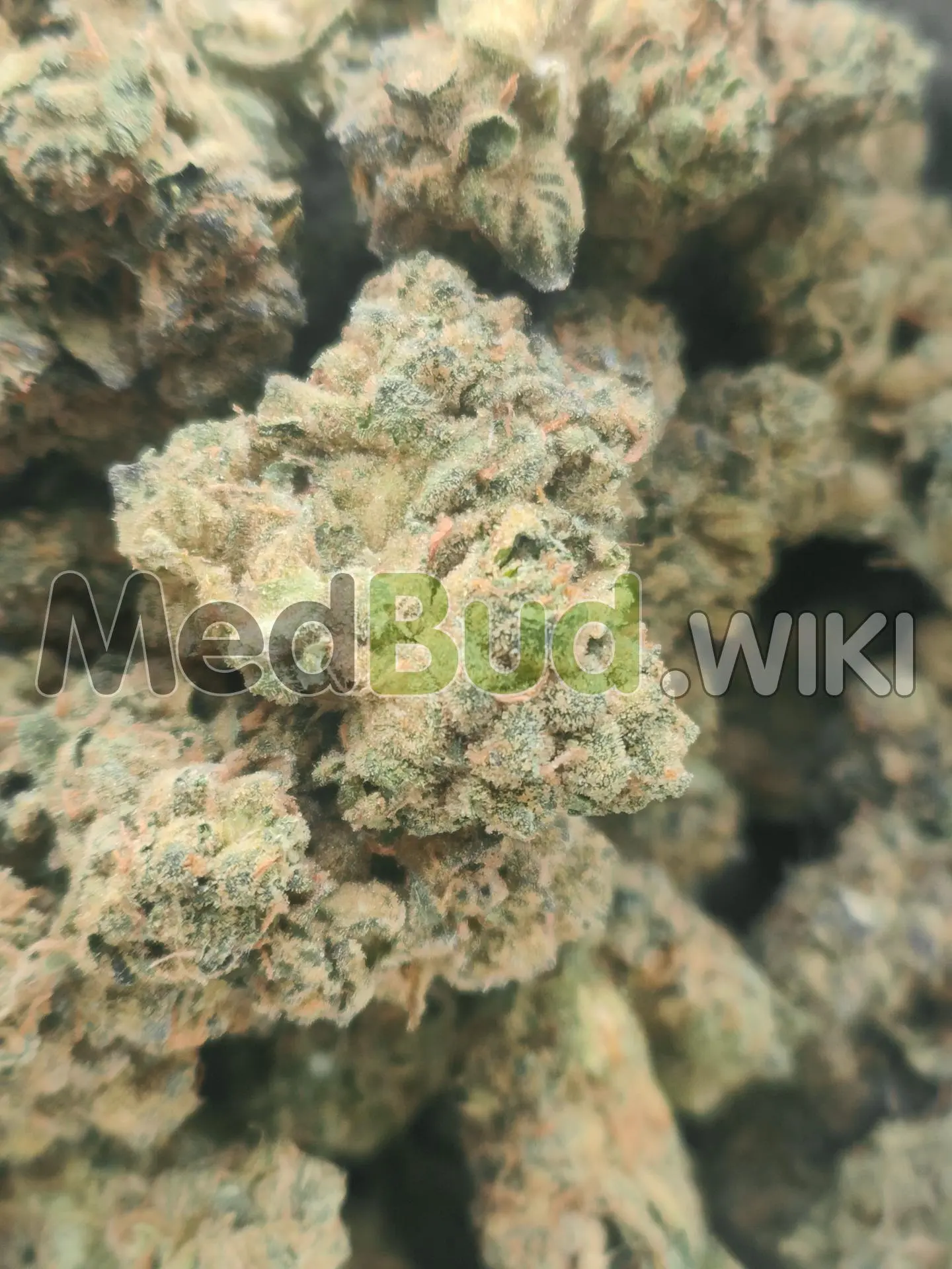 Blue Sherbet product photo