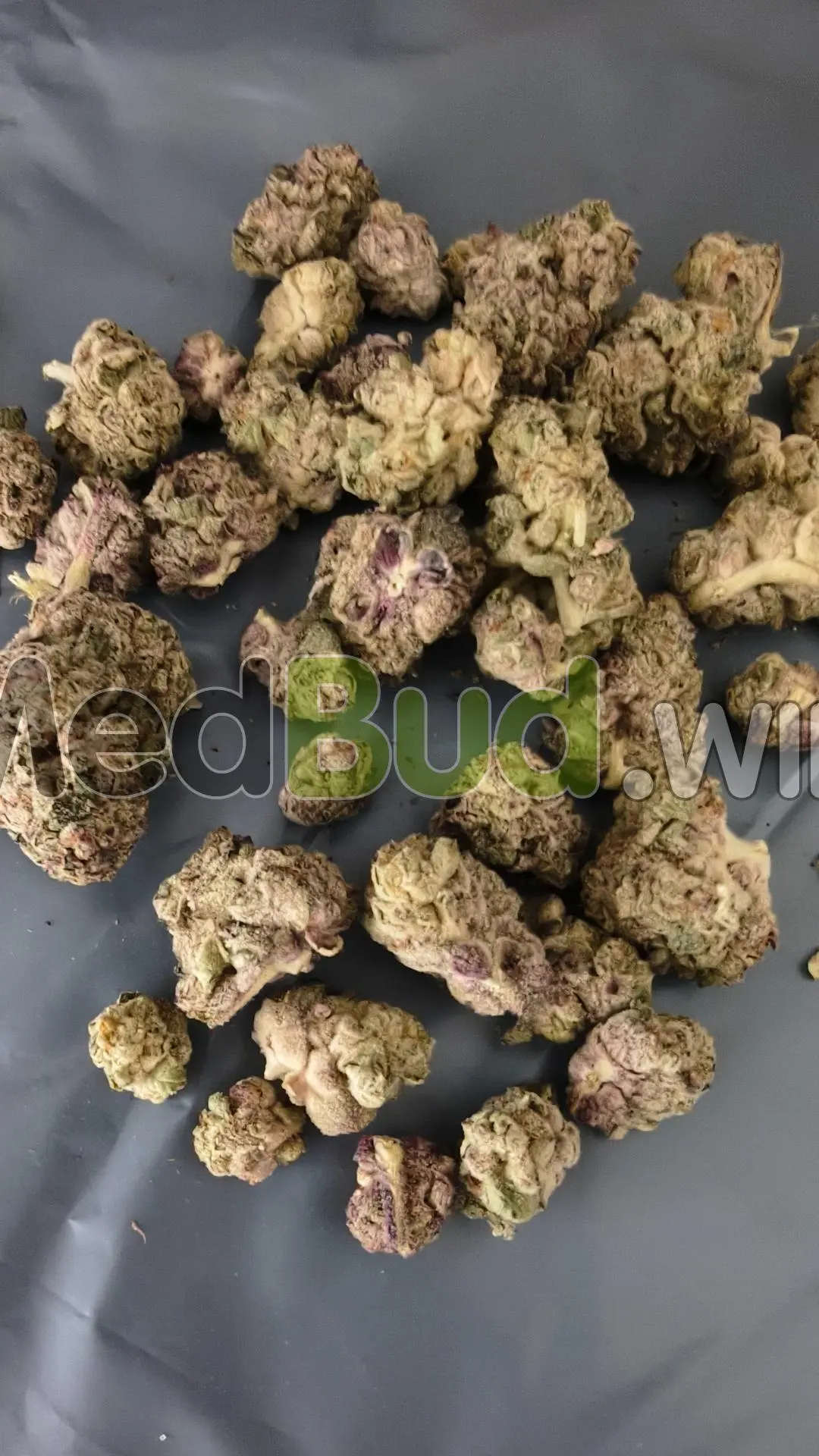 Bubblegum Mintz product photo
