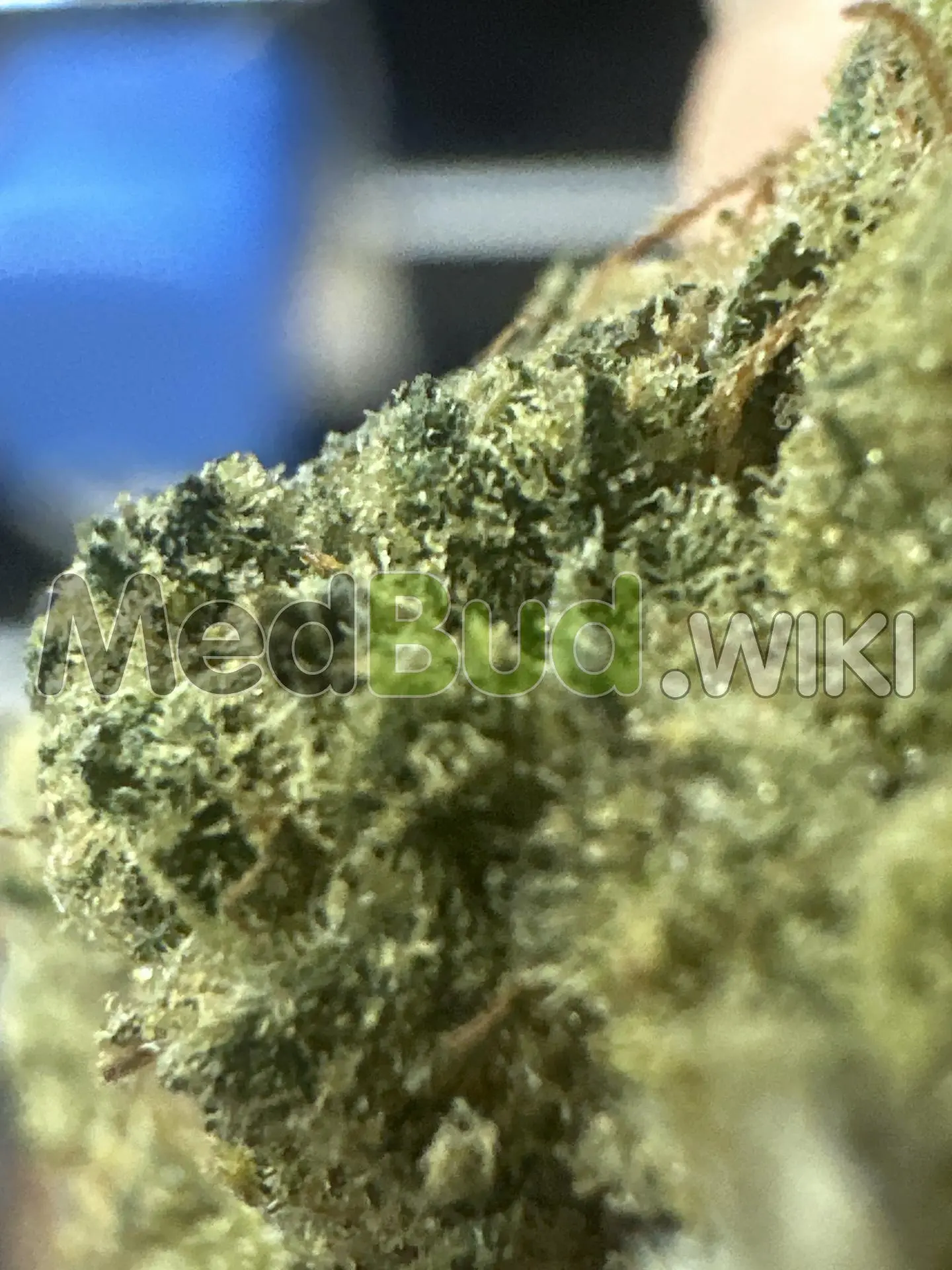 Cold Creek Kush product photo