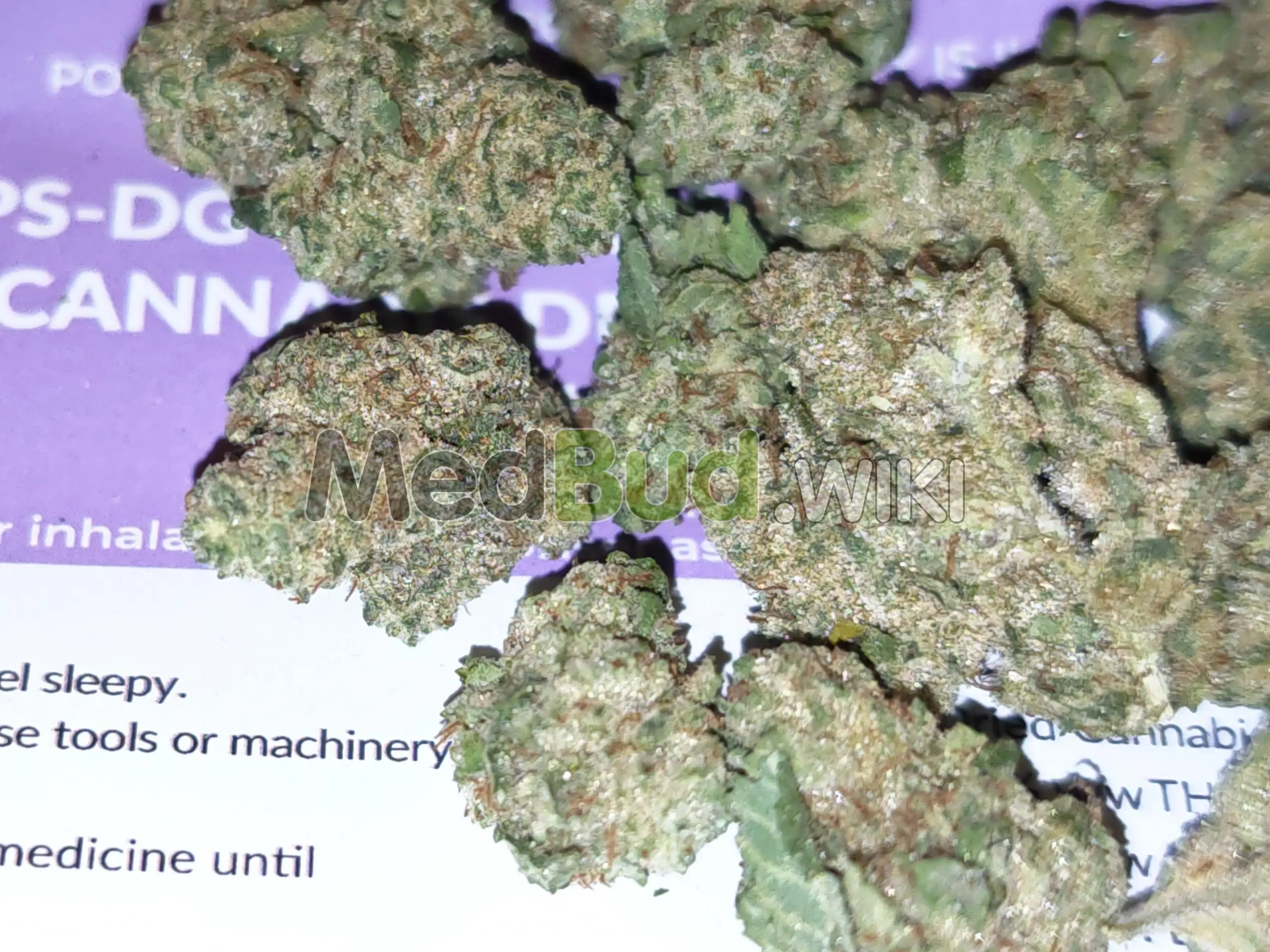 Durban Gorilla product photo