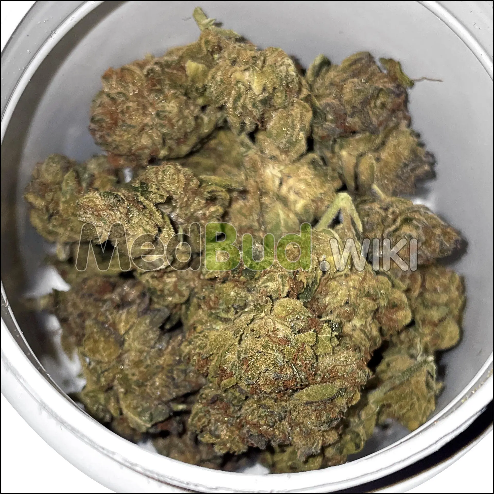 Gelato OG product photo