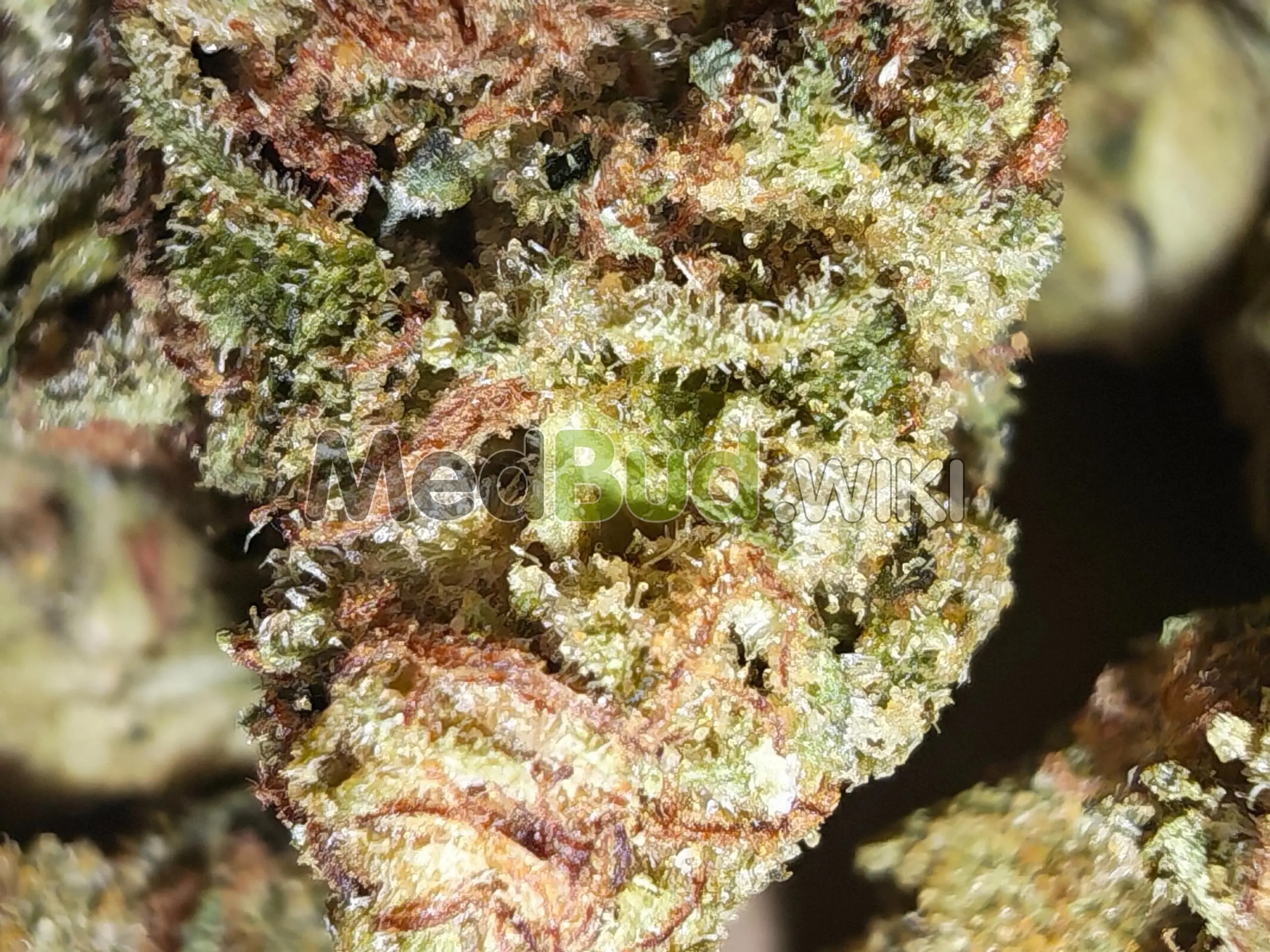 Jack Kush product photo