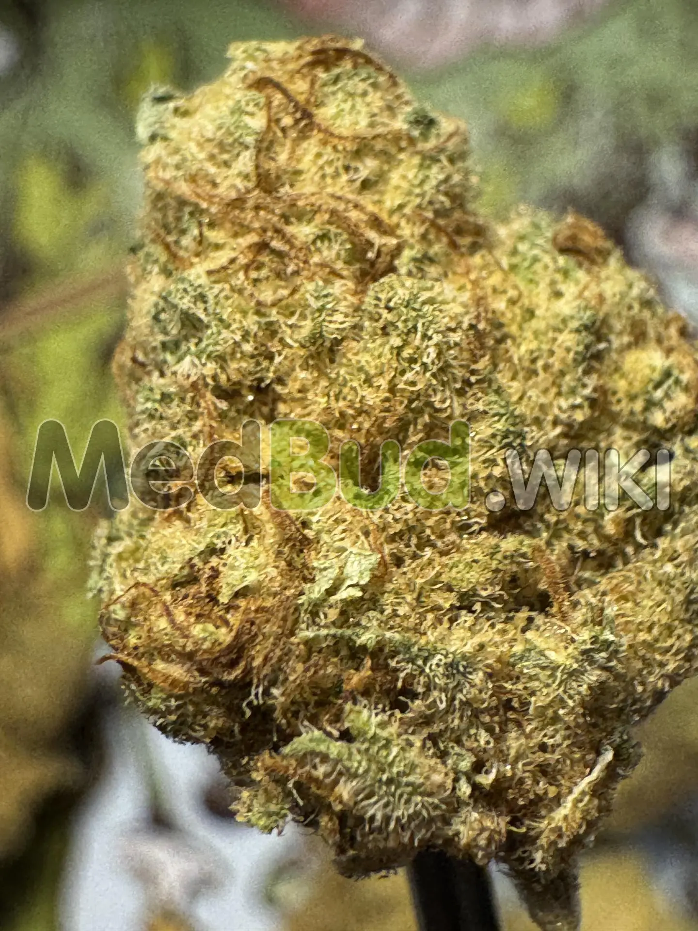 King's Kush product photo