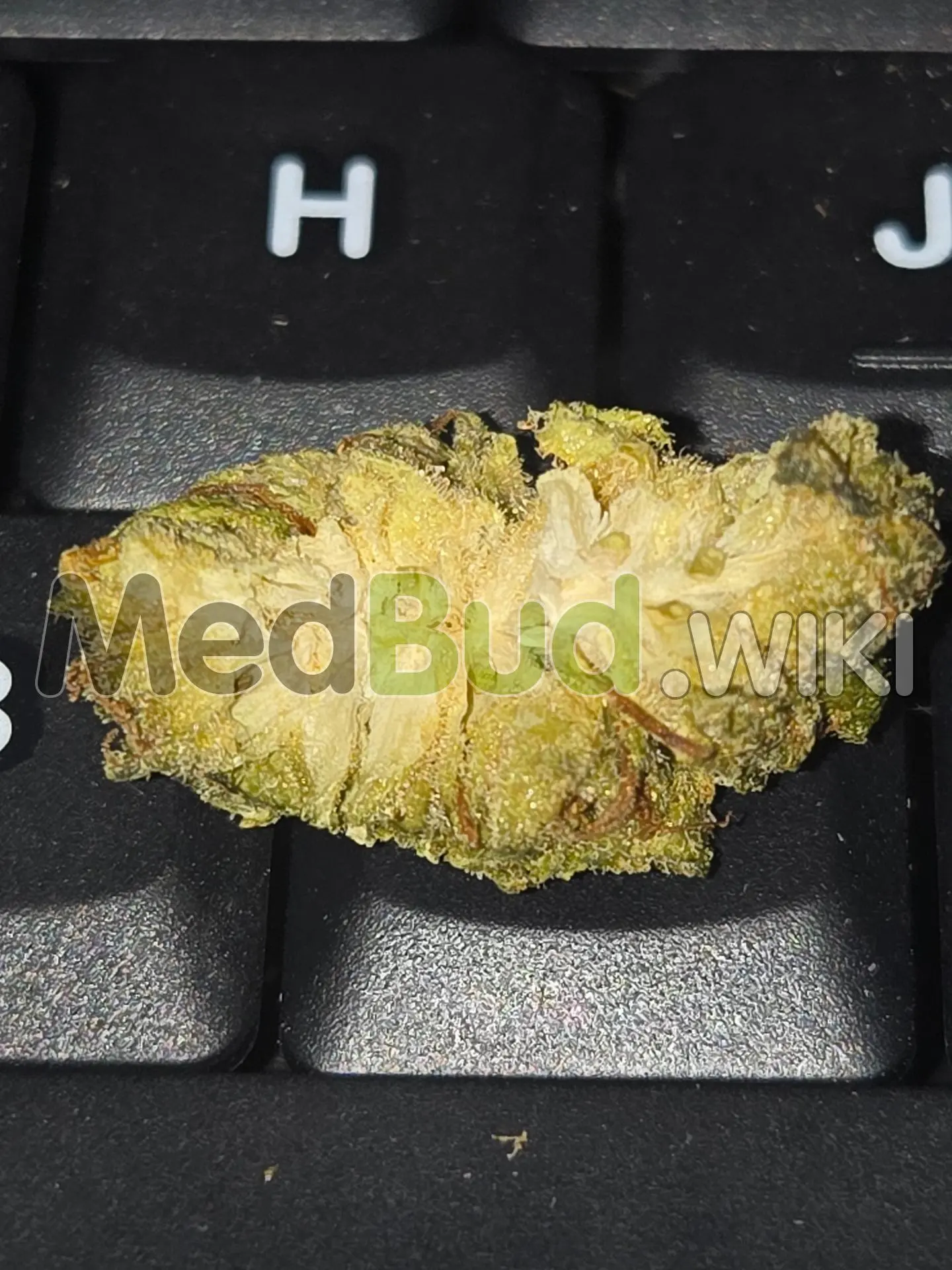 Lemon Tree product photo