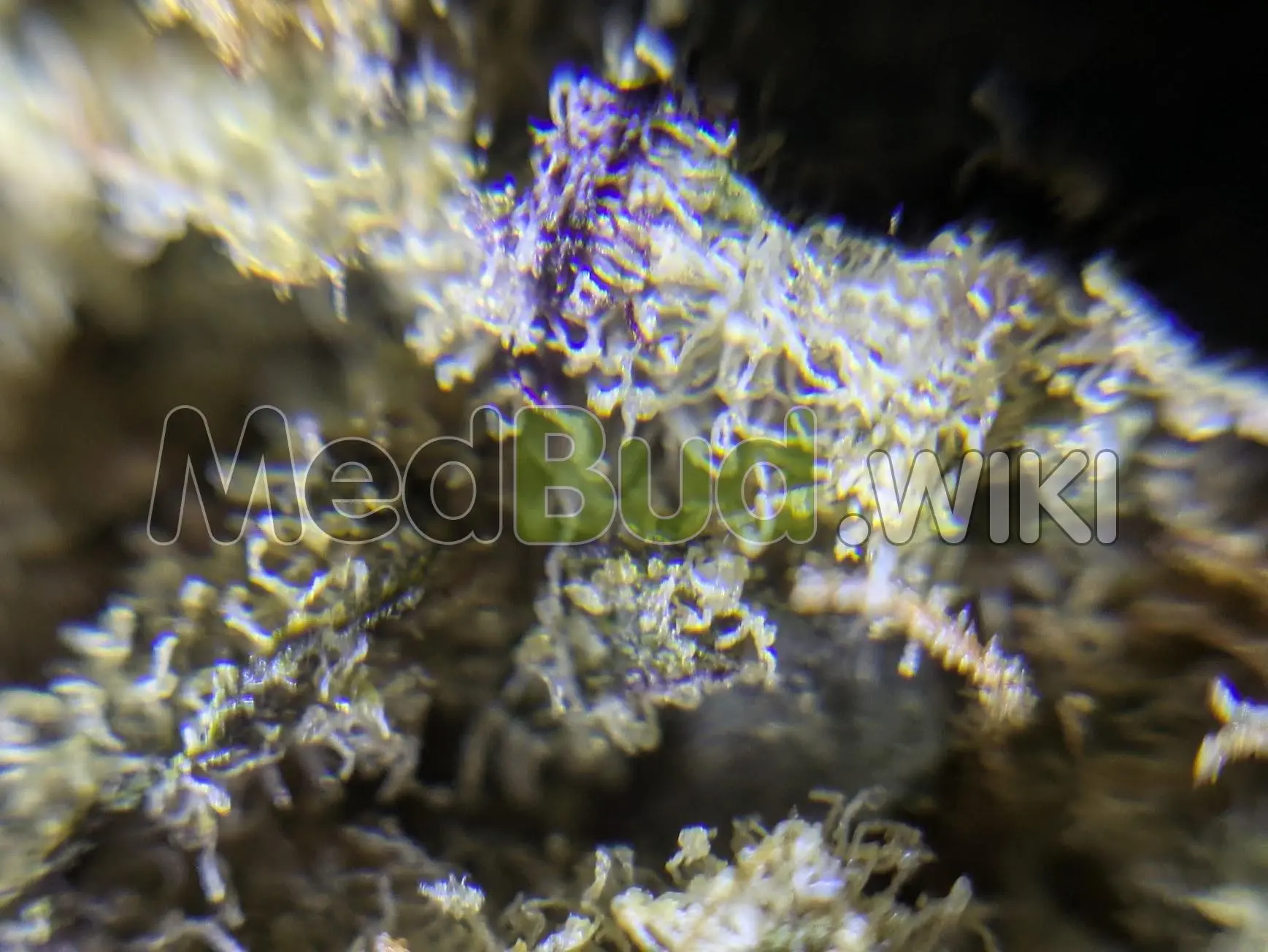 Miracle Alien Cookies #3 product photo
