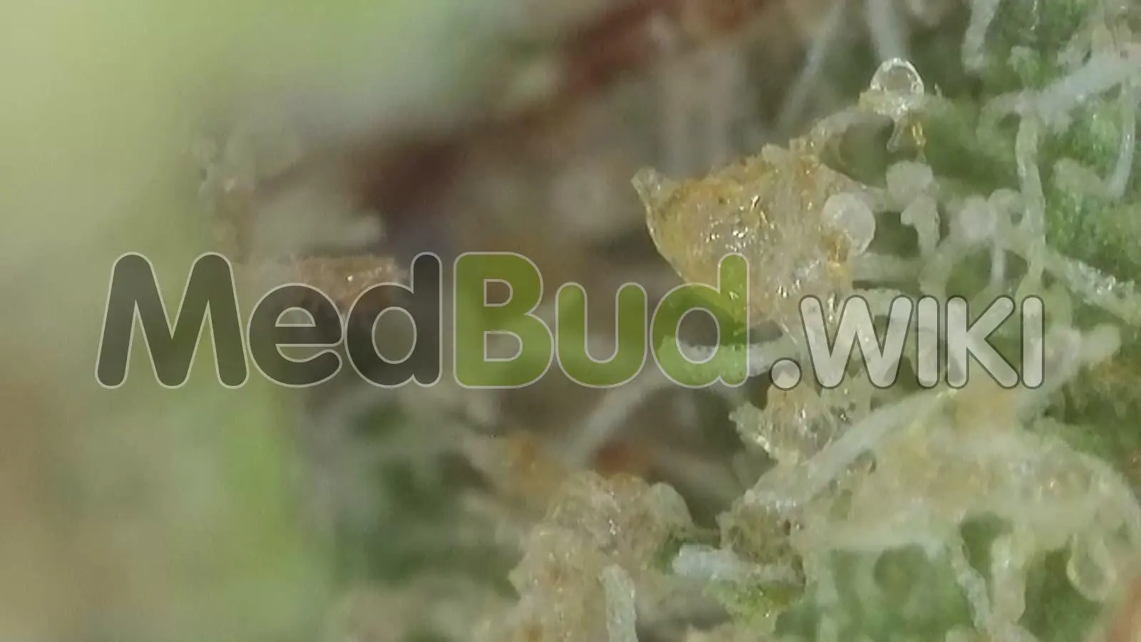 Oaxacan Kush product photo