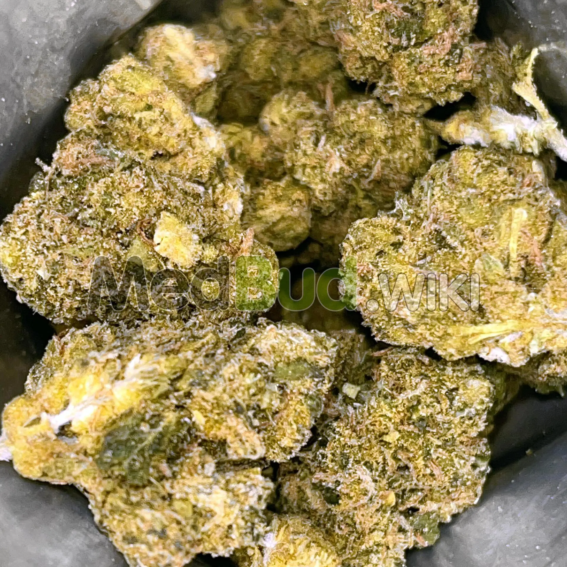 Purple Dog Bud product photo