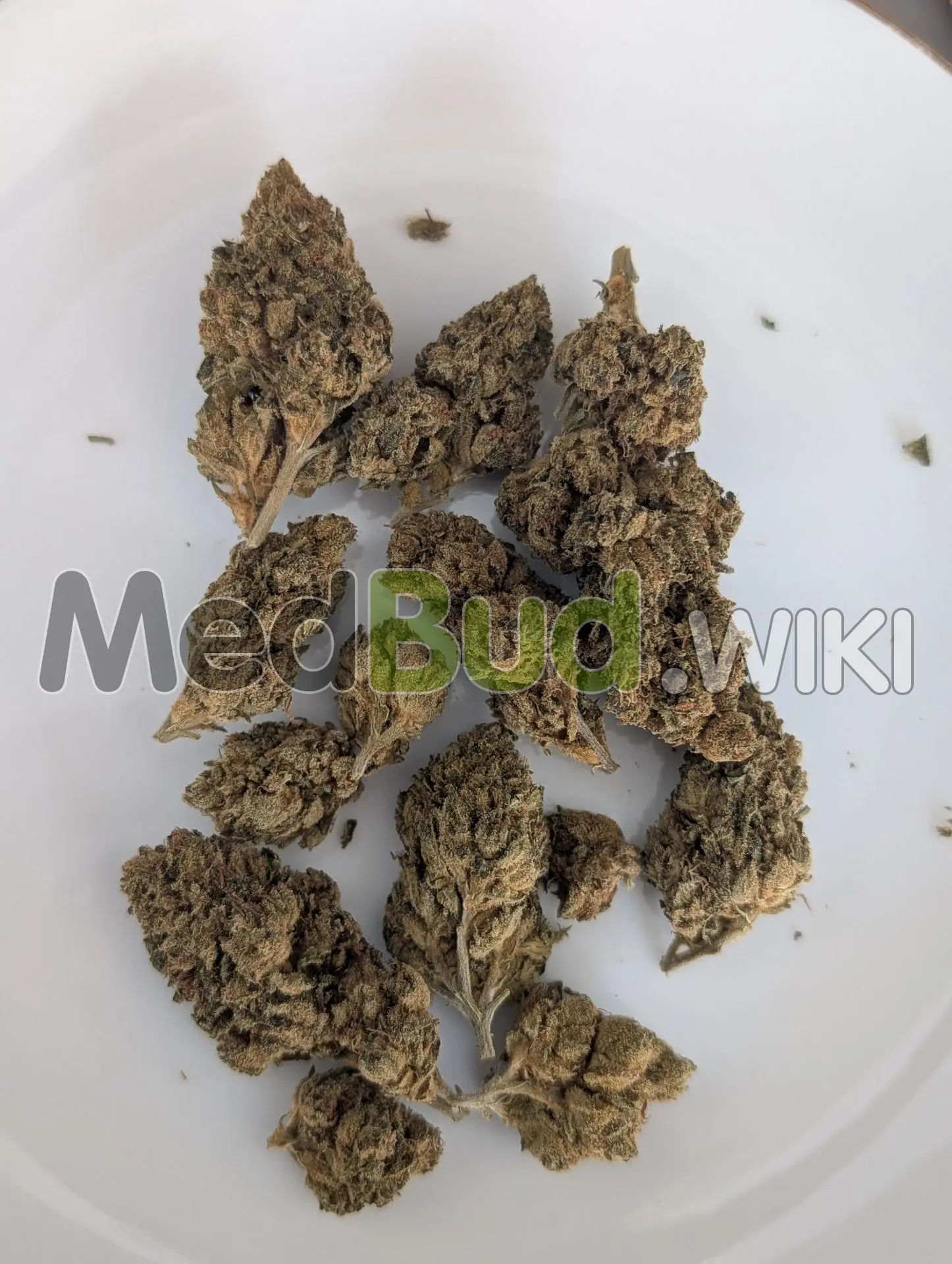 Sherbet Runtz product photo