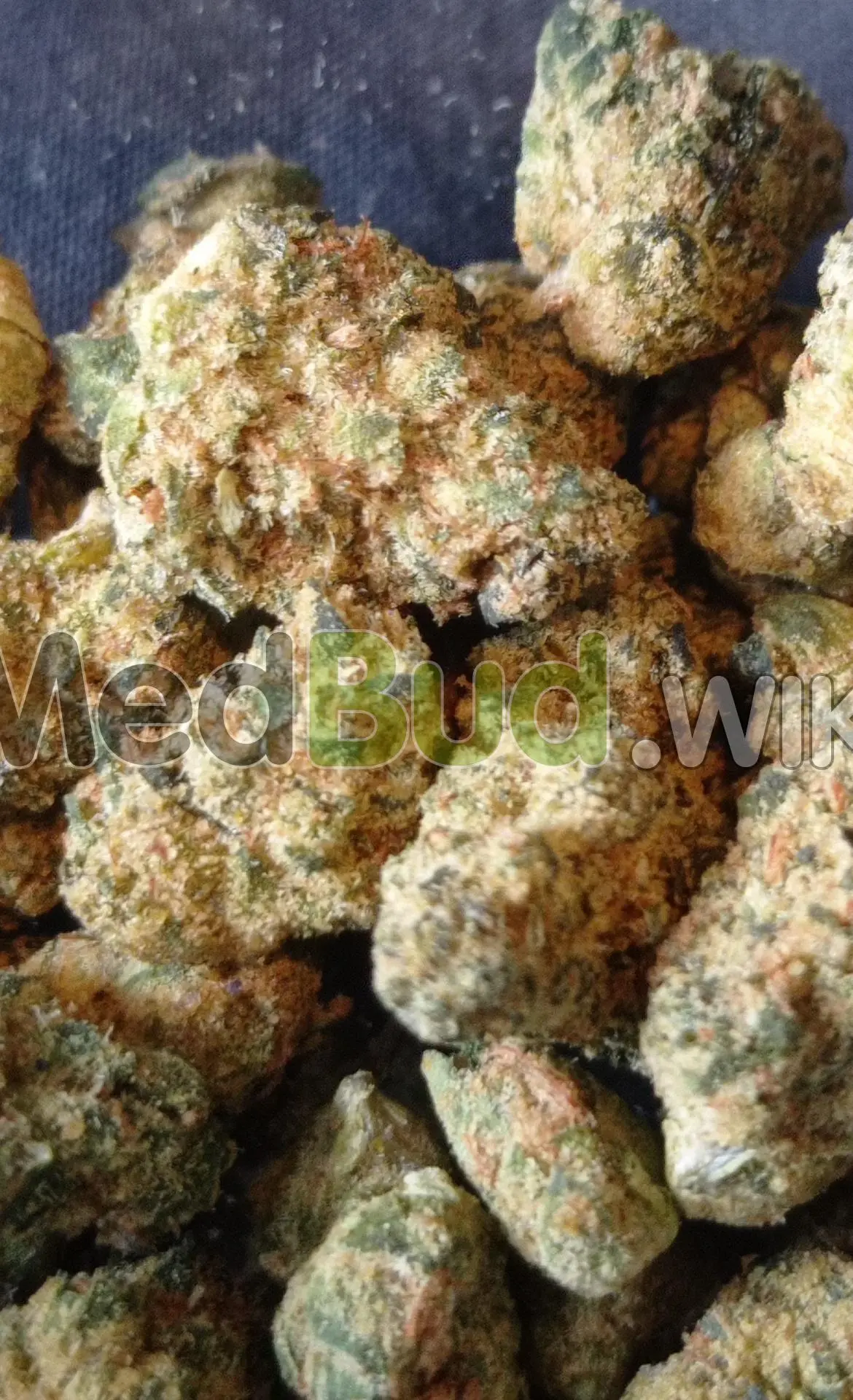 Snow Lotus product photo