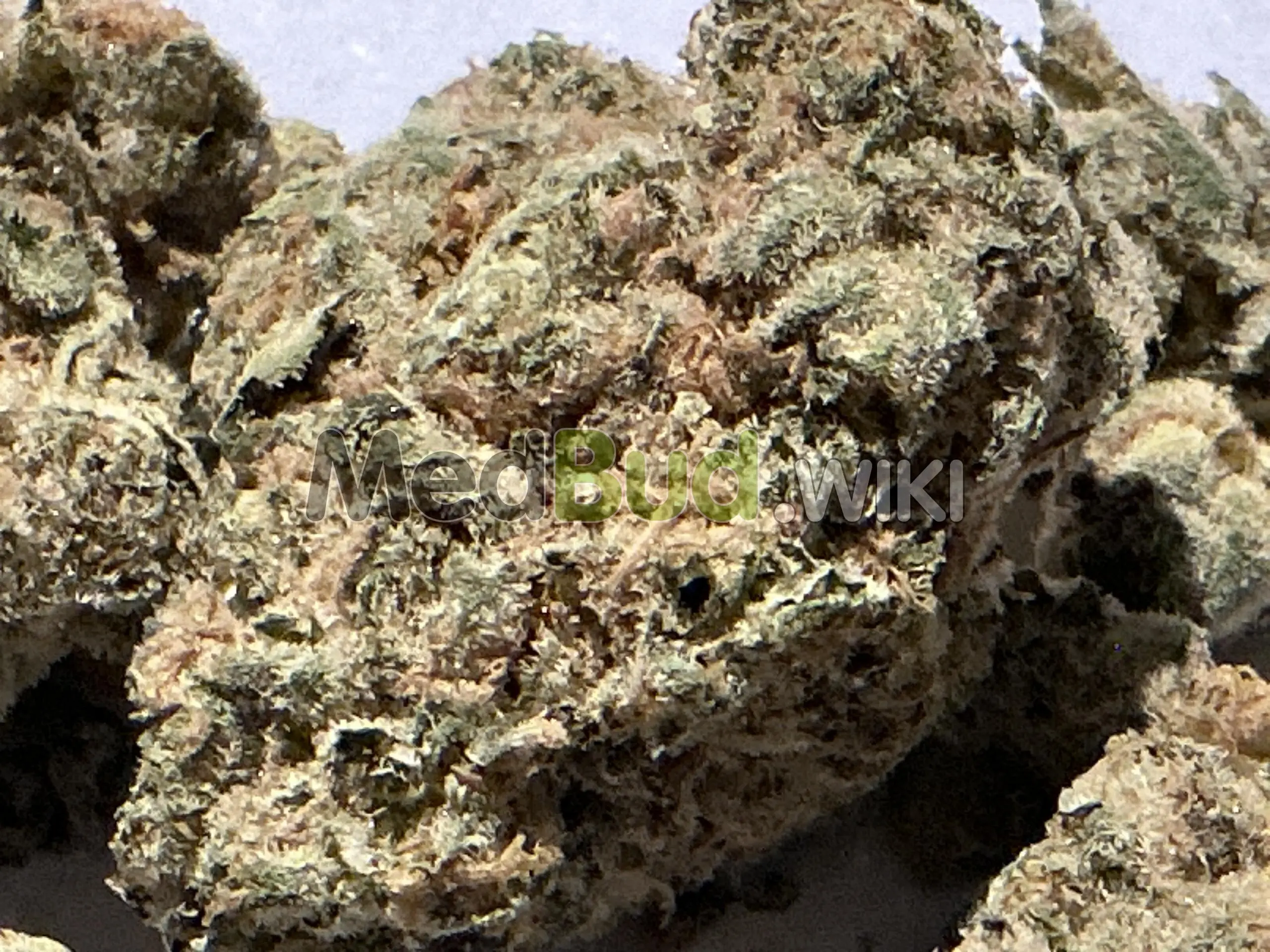 White Cookies product photo