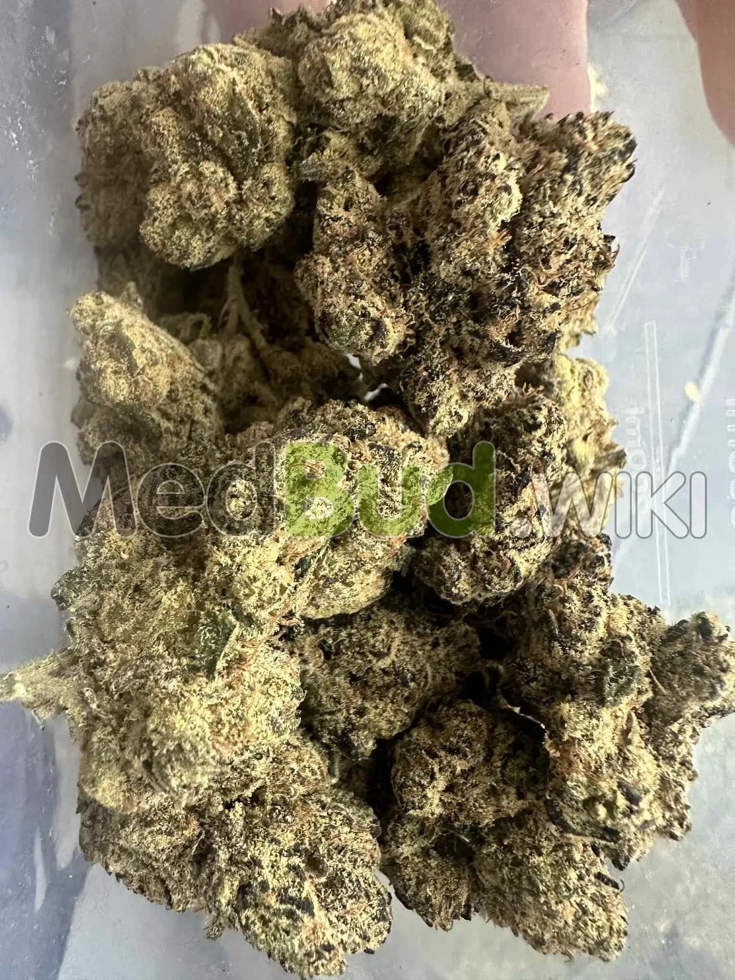 White Runtz product photo
